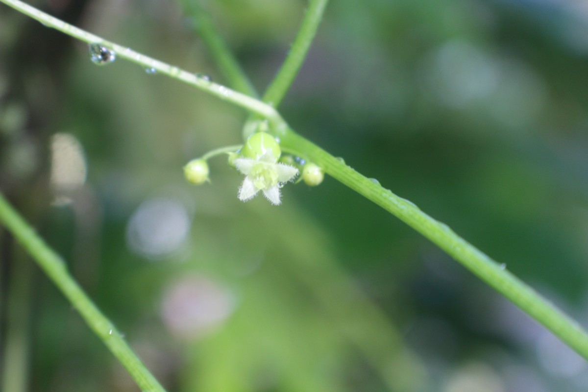 Diplocyclos palmatus (L.) C.Jeffrey